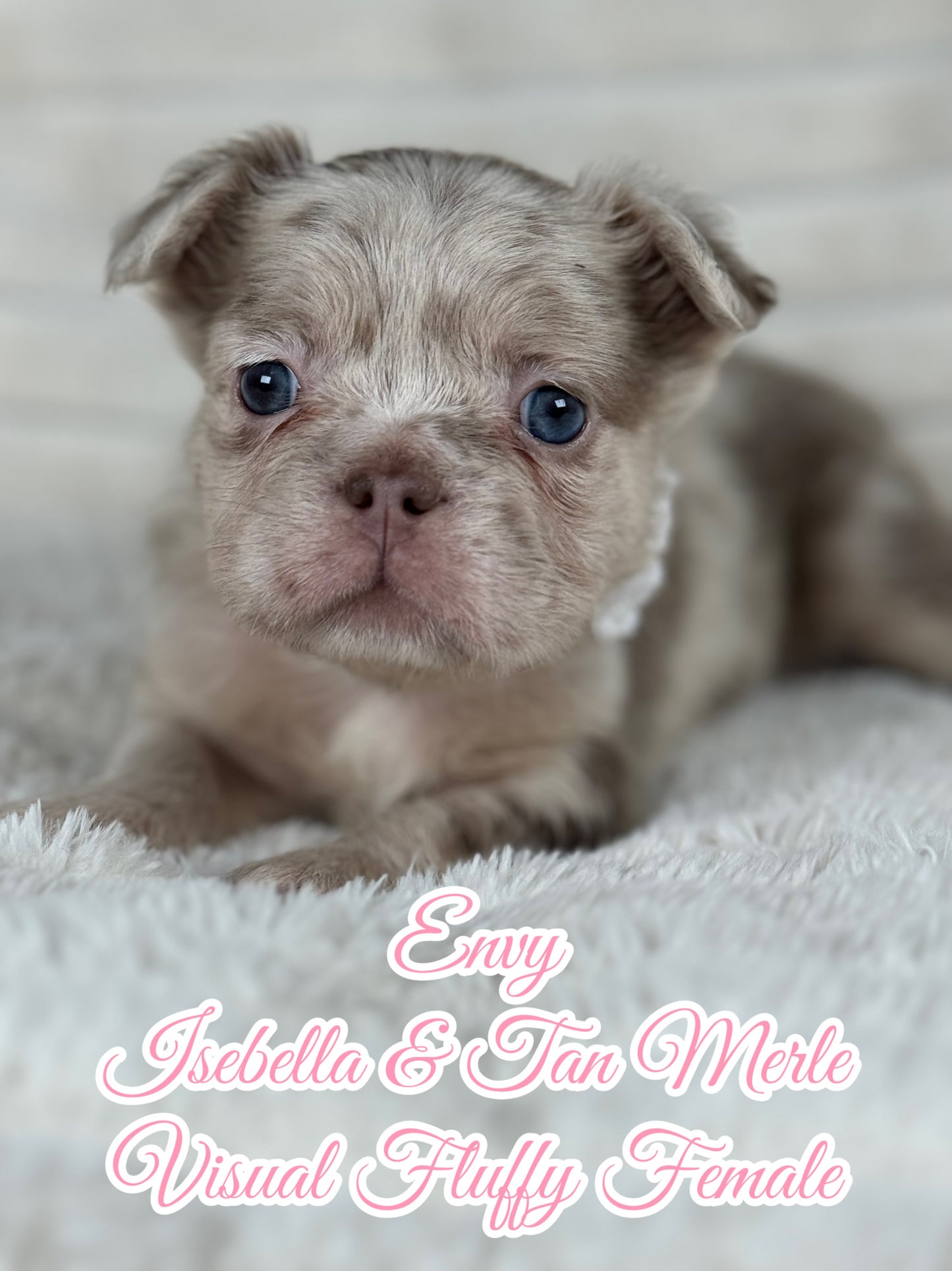 Envy - Female Isebella & Tan Merle Visual Fluffy