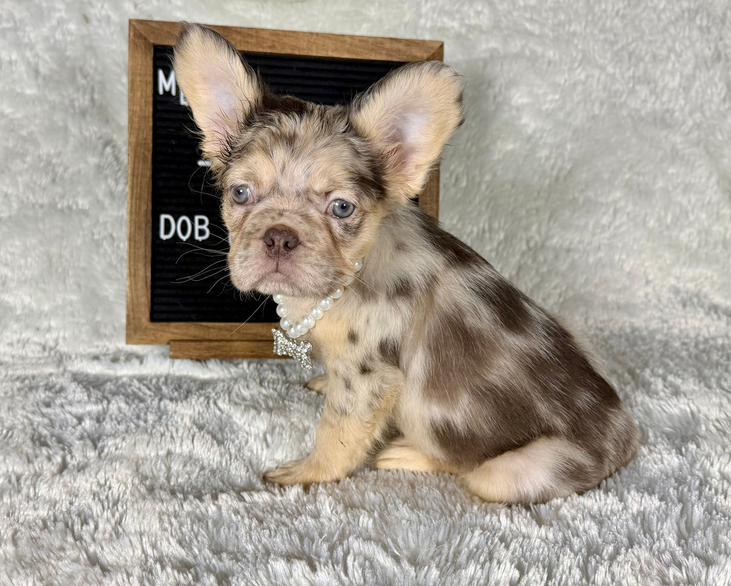 Pepper - Chocolate Merle Fluffy - RESERVED