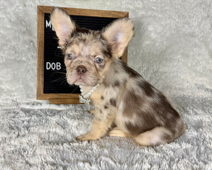 Pepper - Chocolate Merle Fluffy - RESERVED