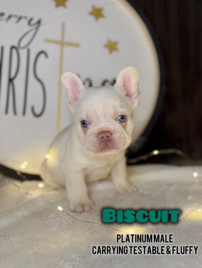 Biscuit- Male Platinum