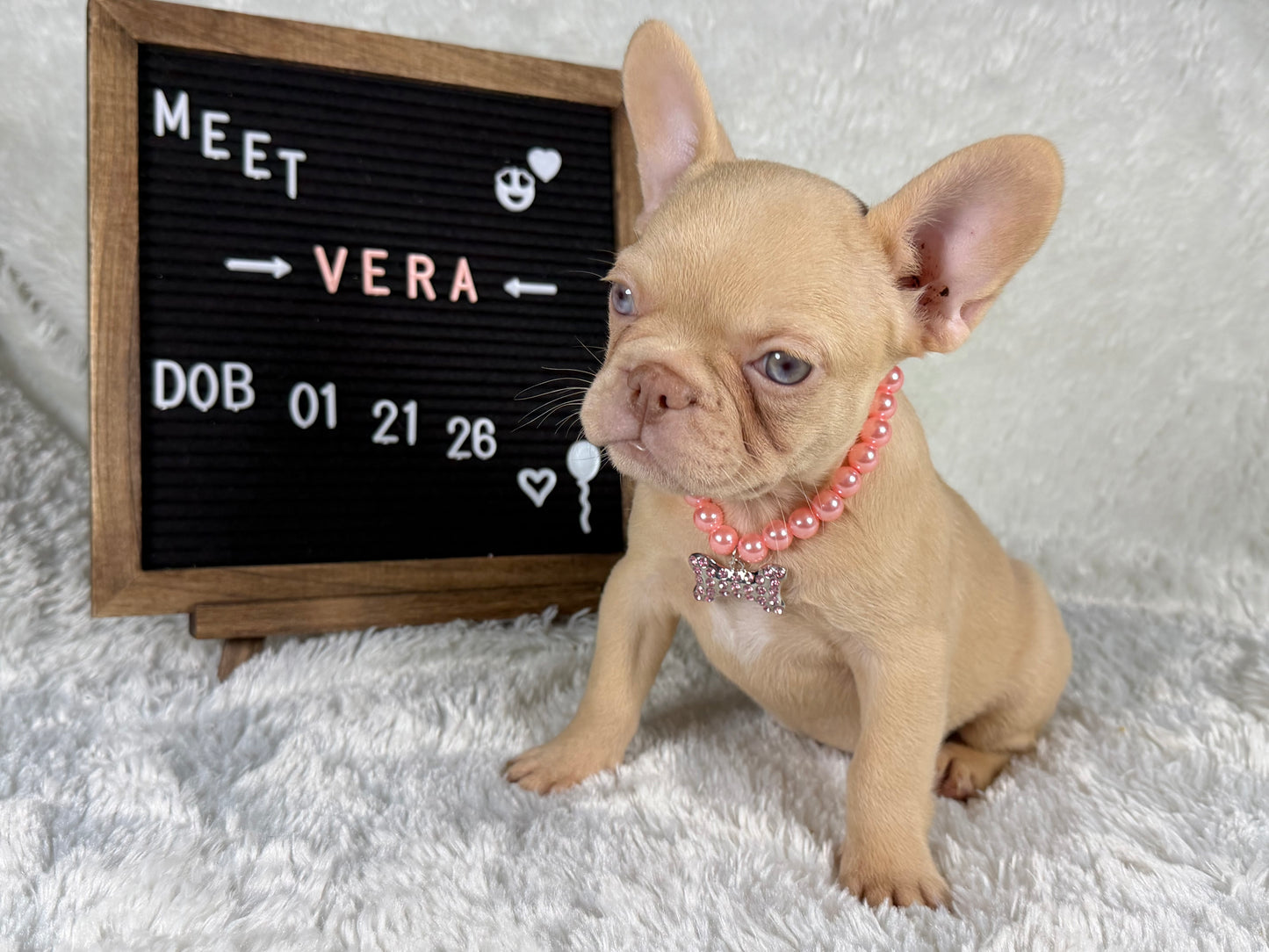 Vera - Isabella Cream