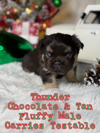 Thunder - Male Chocolate & Tan