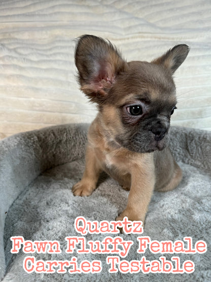 Quartz - Blue Fawn Fluffy Female