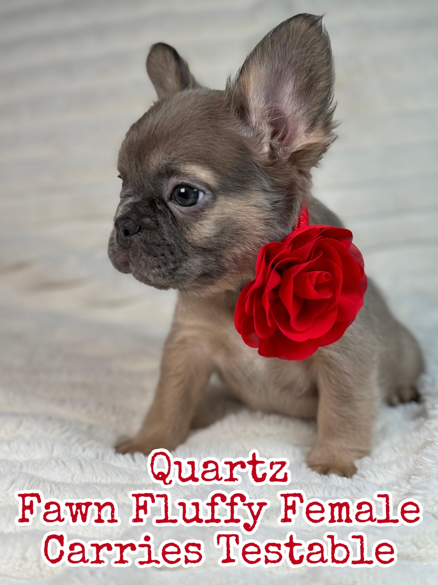 Quartz - Blue Fawn Fluffy Female