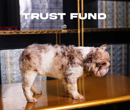 Trust Fund - Rojo Merle Pied Big Rope