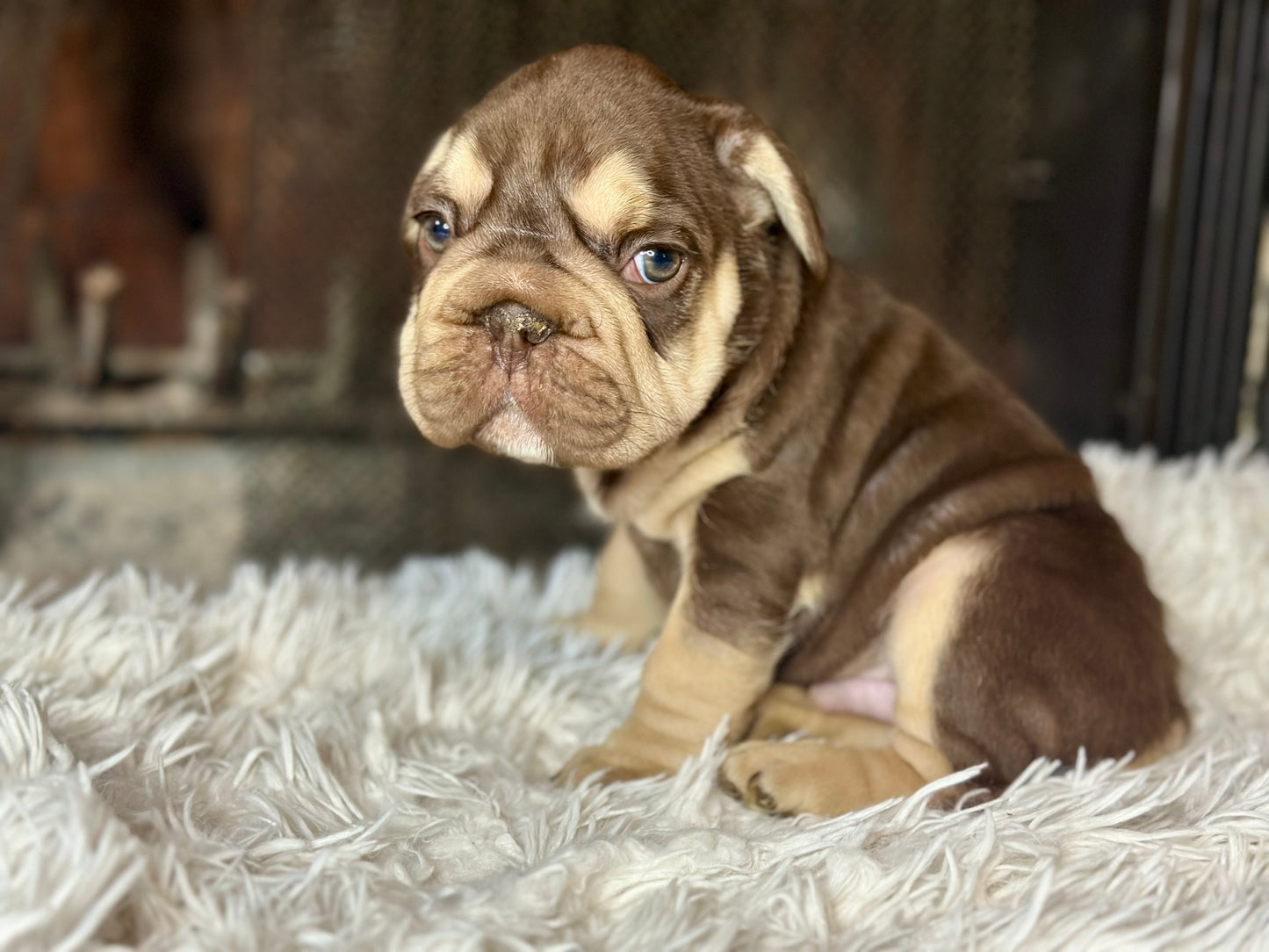 Wendell Male Rojo & Tan Big Rope Fluffy Carrier