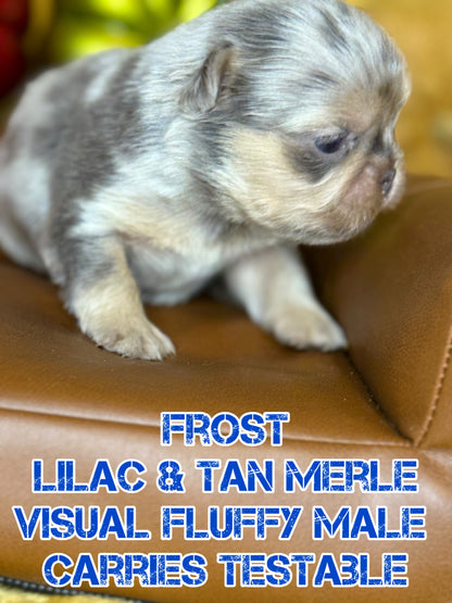 Frost - Male Lilac & Tan Merle