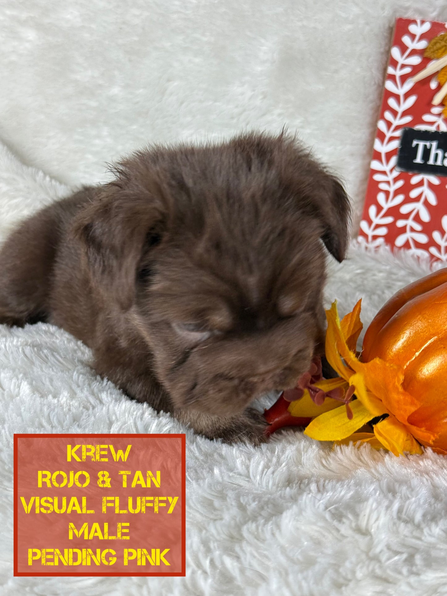 Krew - Rojo & Tan Fluffy Big Rope Pending Pink