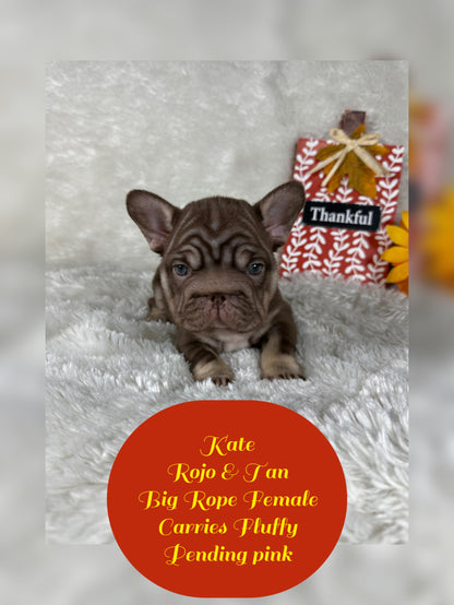 Kate - Rojo & Tan Big Rope Carries Fluffy Pending PINK