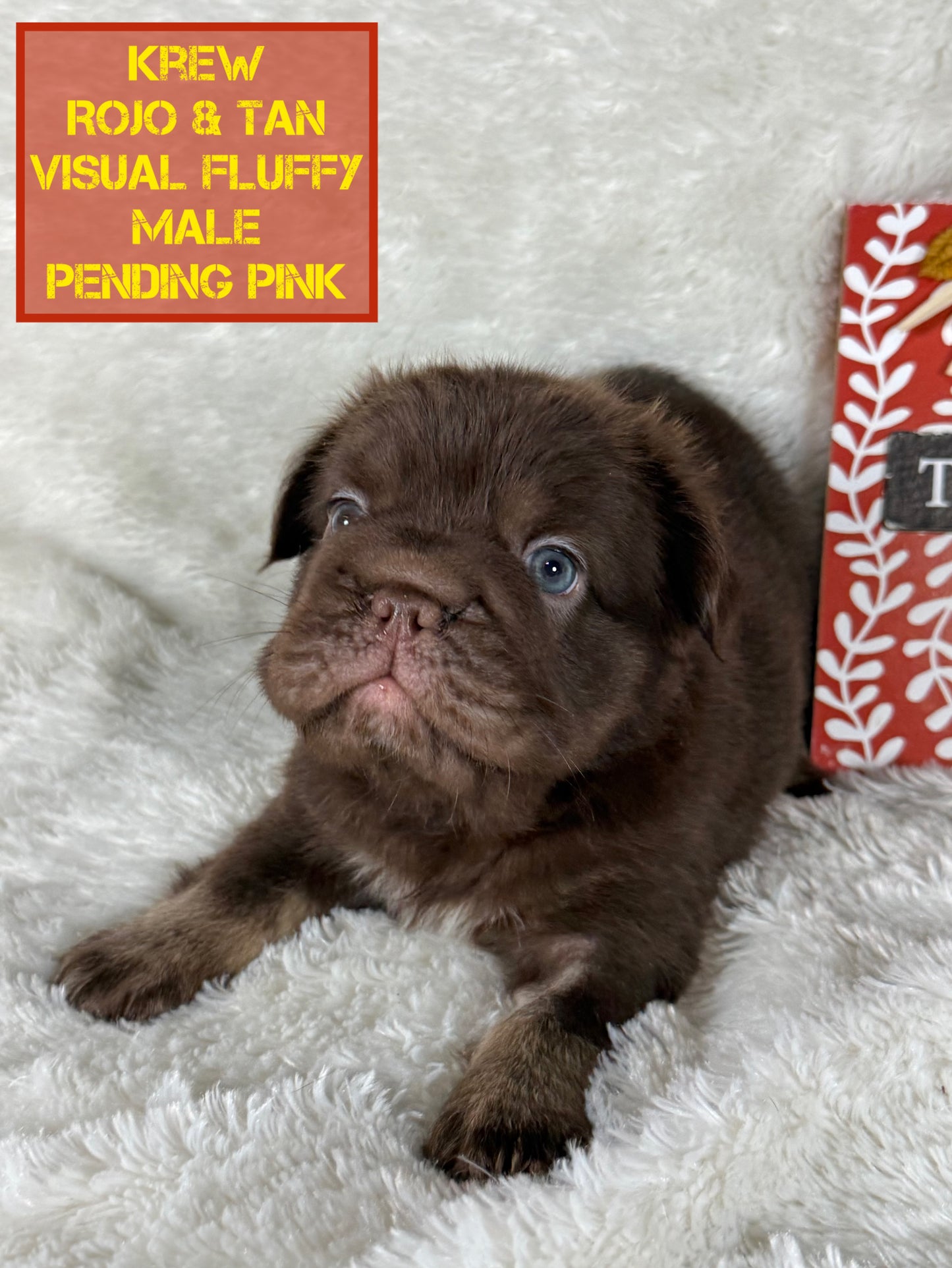 Krew - Rojo & Tan Fluffy Big Rope Pending Pink