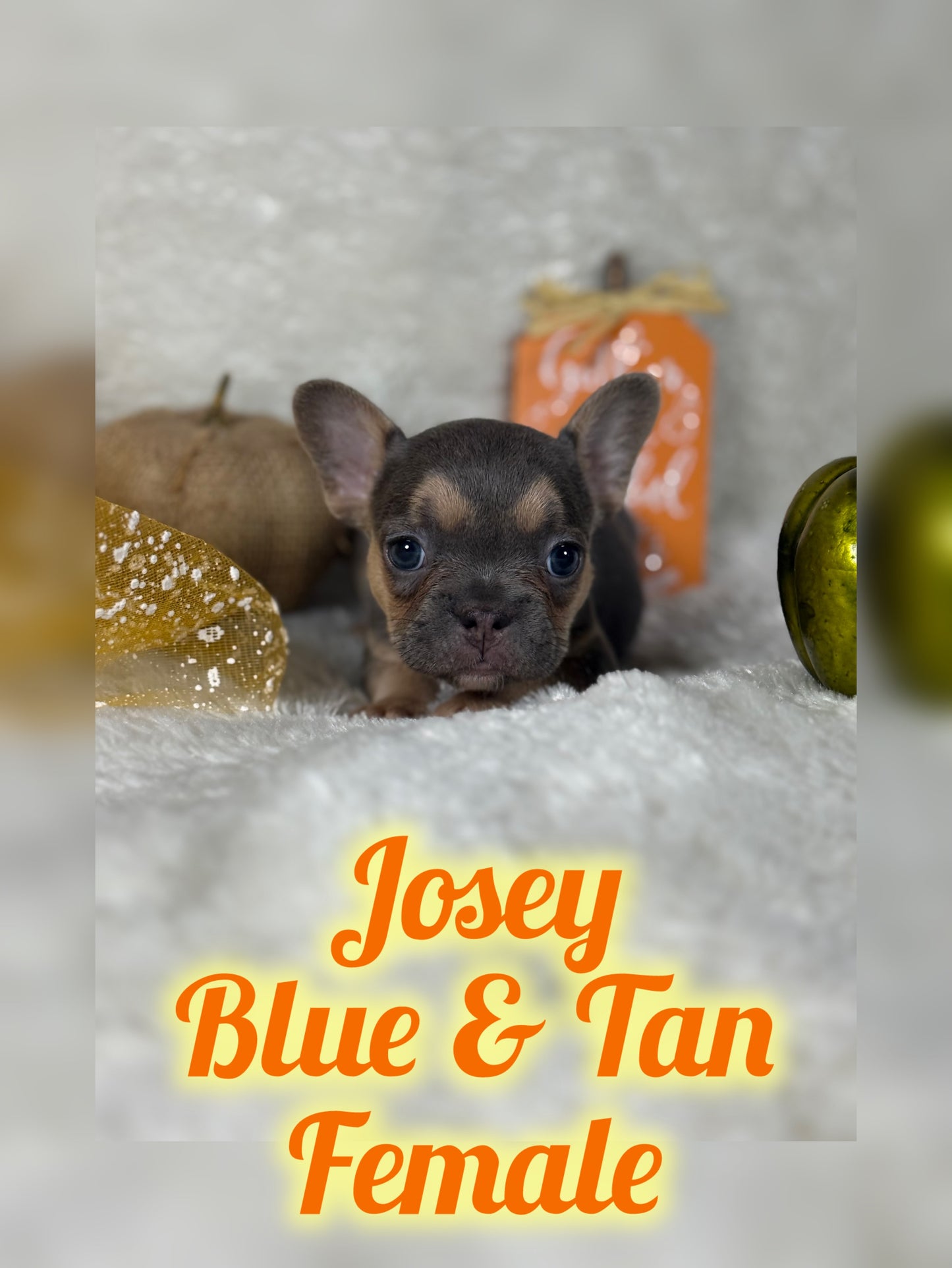 Josey - Blue & Tan - RESERVED