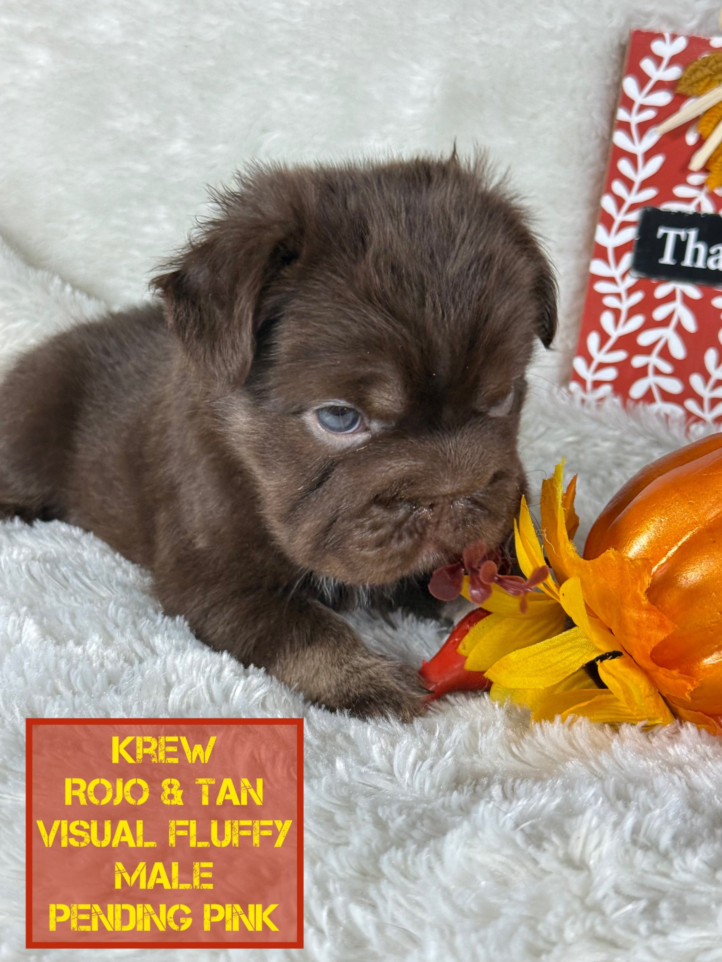 Krew - Rojo & Tan Fluffy Big Rope Pending Pink