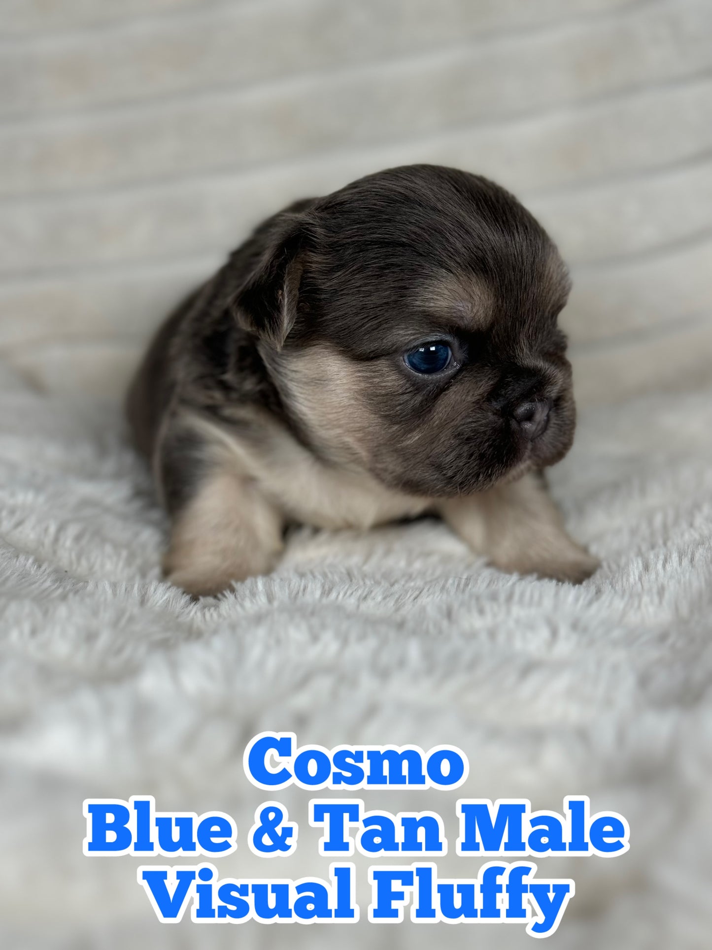 Cosmo - Male Blue & Tan Visual Fluffy - Reserved