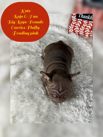 Kate - Rojo & Tan Big Rope Carries Fluffy Pending PINK