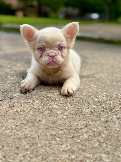 Pink Slip - New Shade Rojo Merle Covered In PINK Fluffy