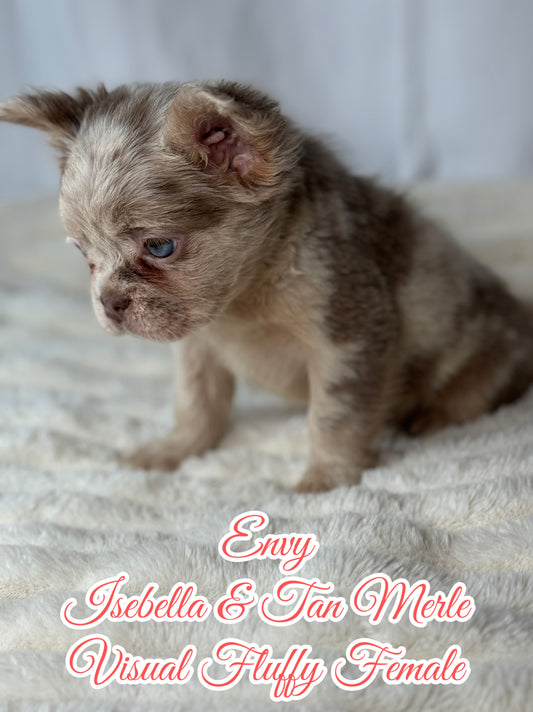 Envy - Female Isebella & Tan Merle Visual Fluffy