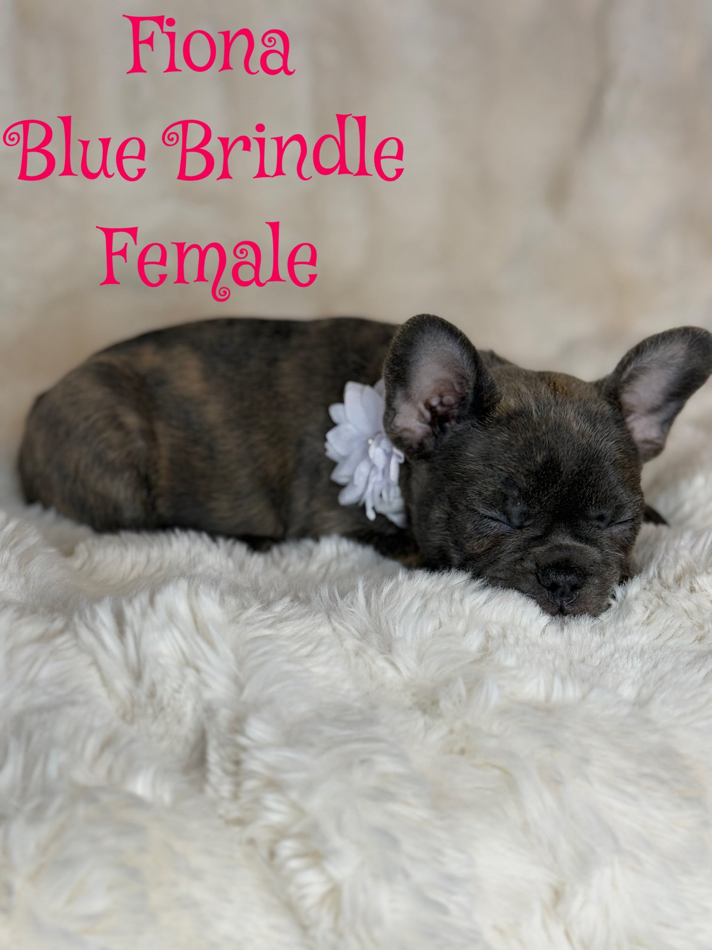 Fiona - Female Blue Brindle