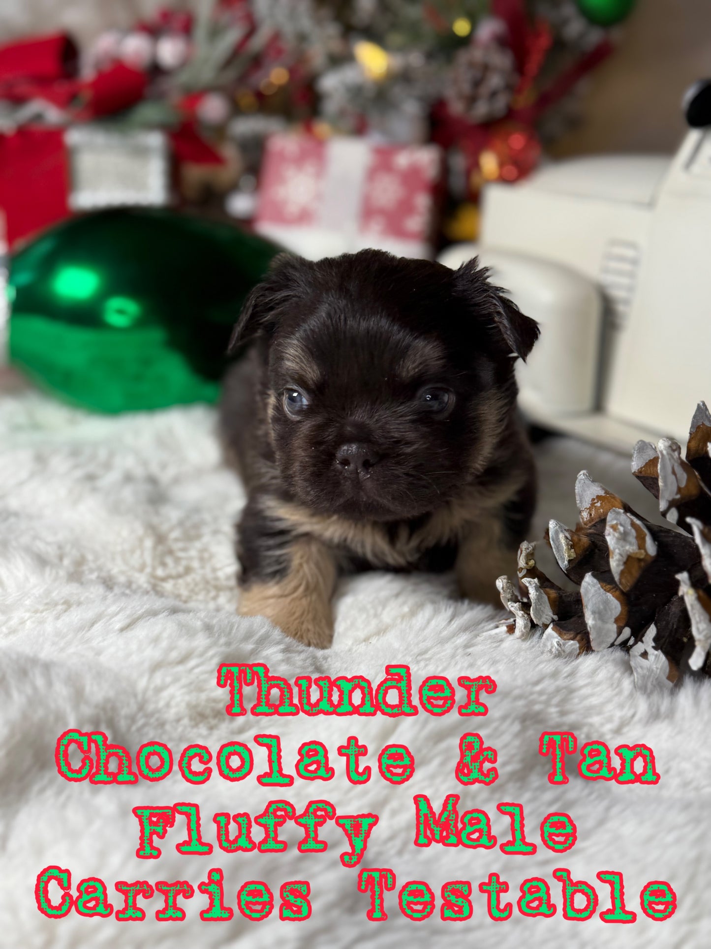 Thunder - Male Chocolate & Tan