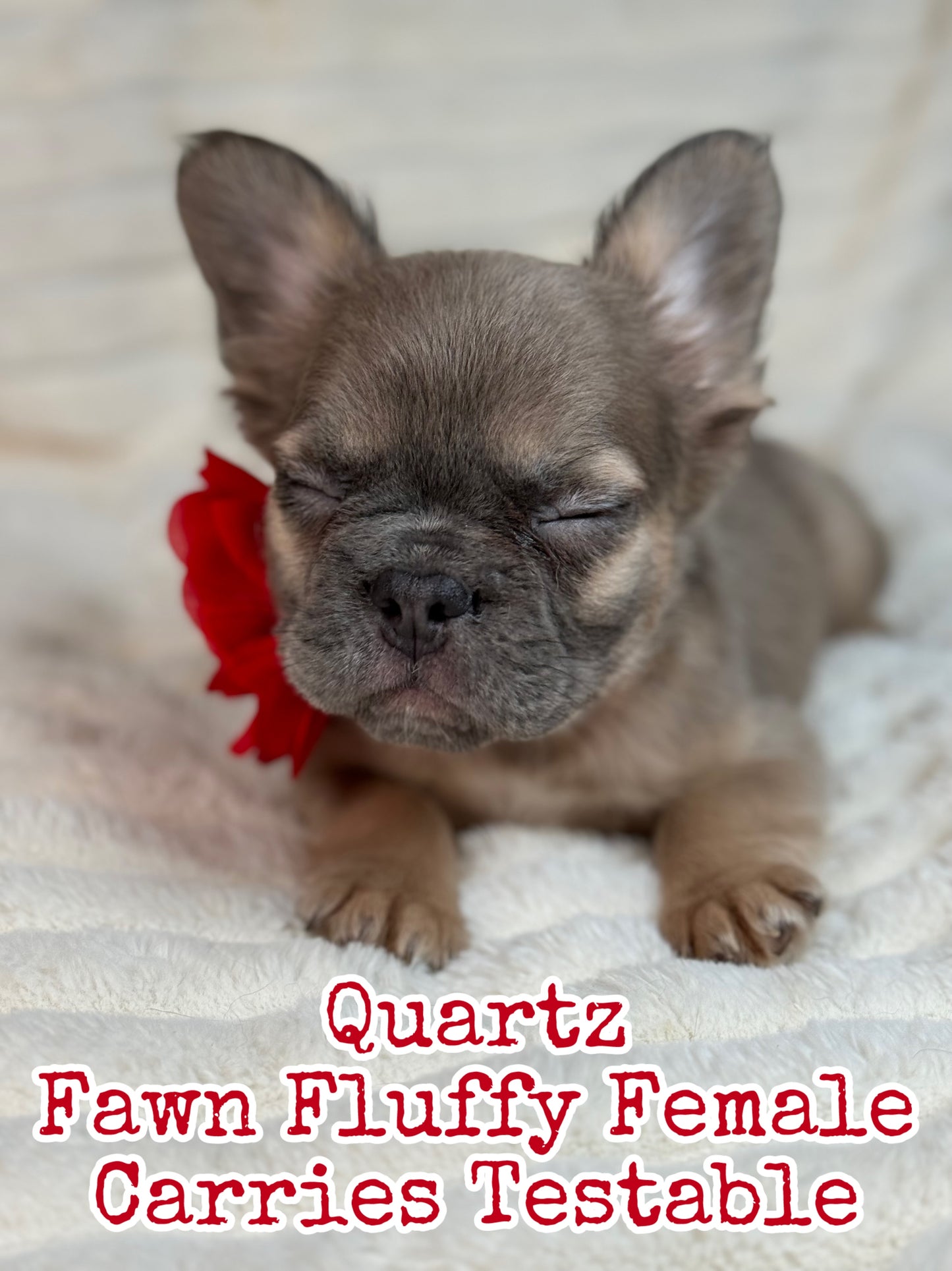 Quartz - Blue Fawn Fluffy Female