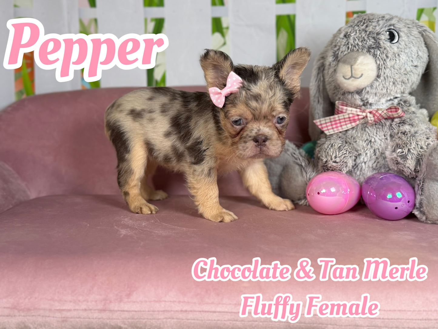Pepper - Chocolate Merle Fluffy - RESERVED