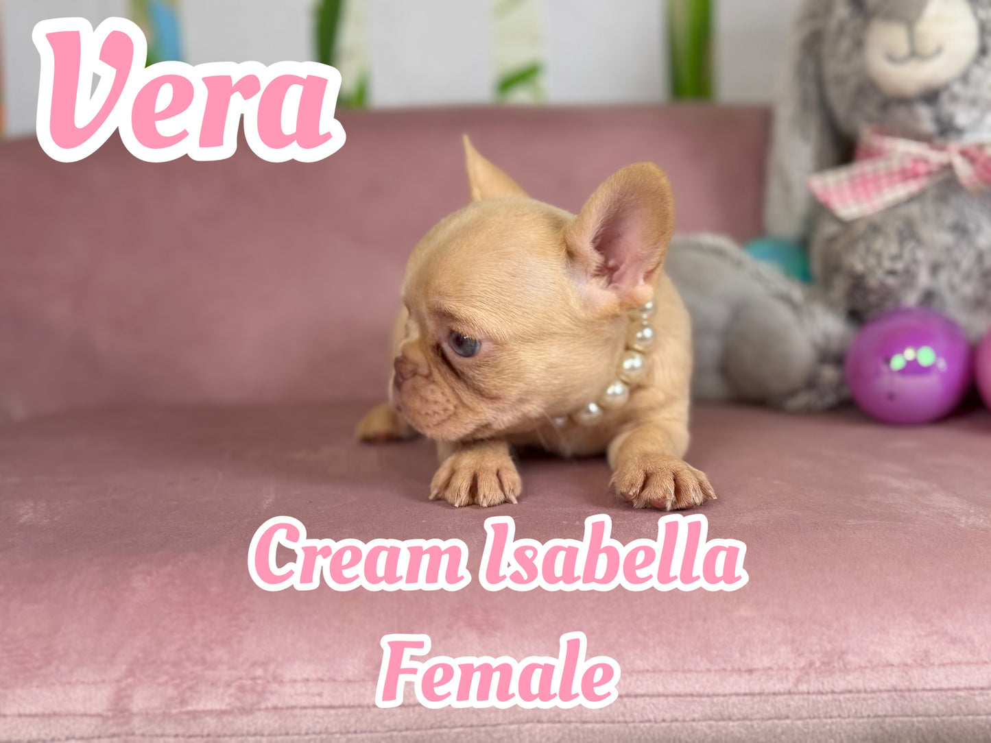 Vera - Isabella Cream