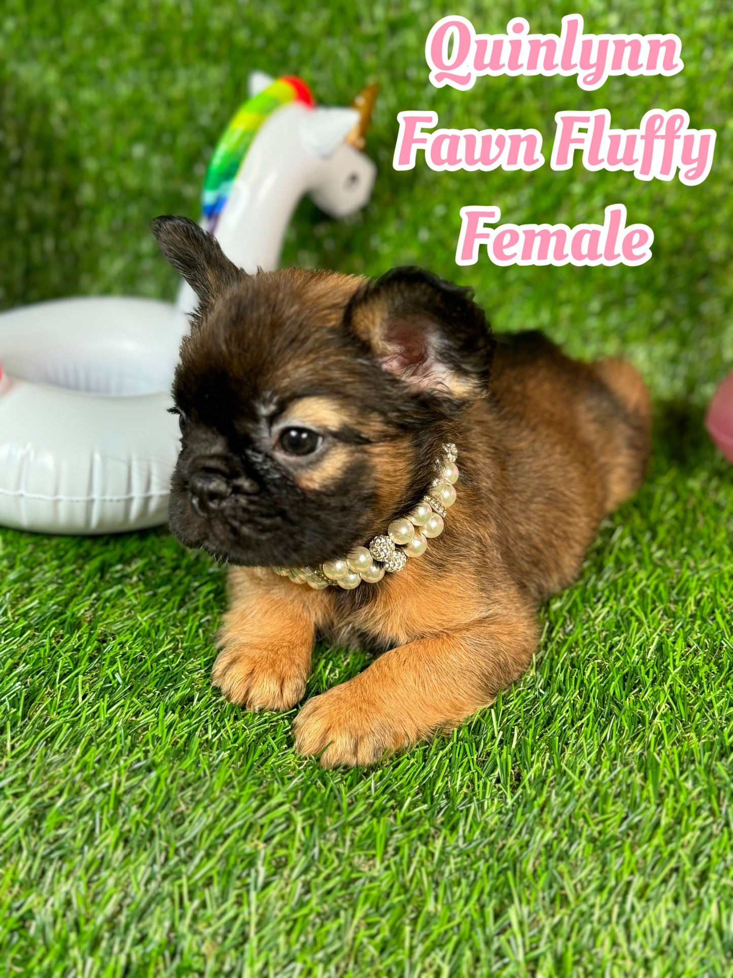 Quinlynn - Fawn Fluffy Female