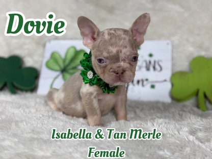 Dovie - Isabella & Tan Merle