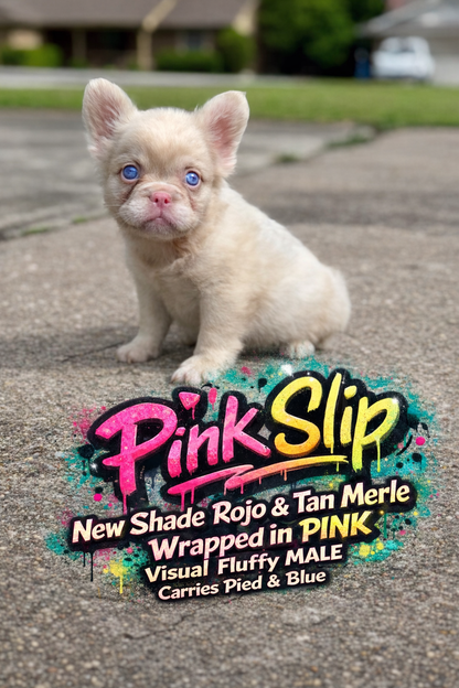 Pink Slip - New Shade Rojo Merle Covered In PINK Fluffy
