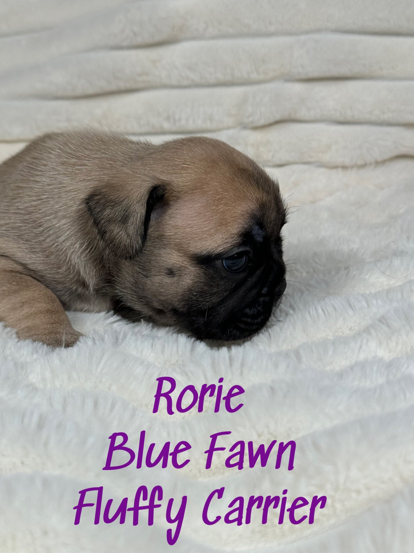 Rorie - Female Fawn - Reserved