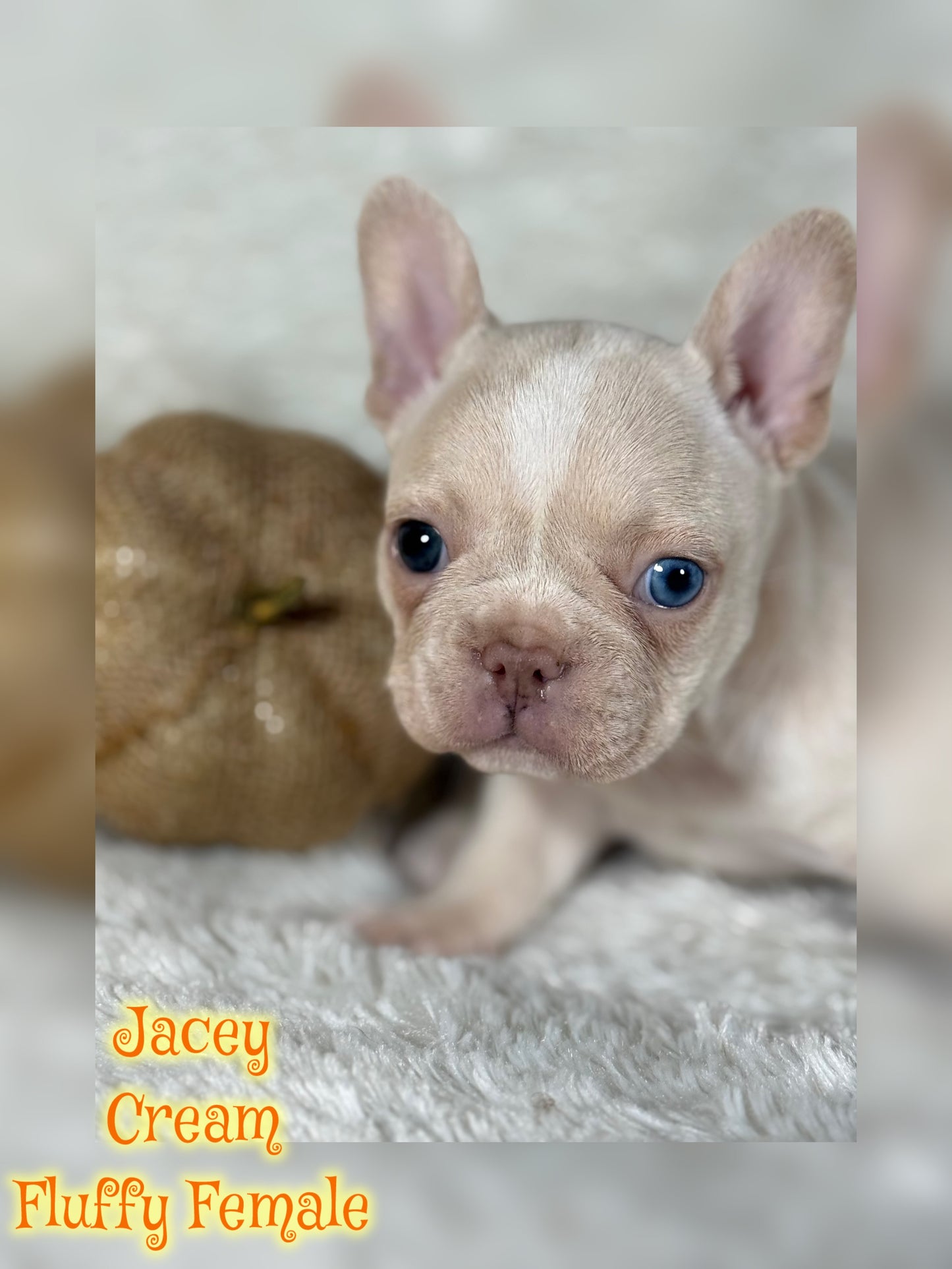 Jacey - Cream 1 BLUE eye