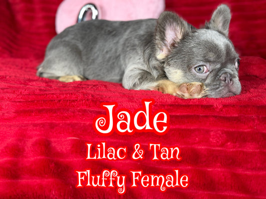 Jade- Lilac & Tan Visual Fluffy