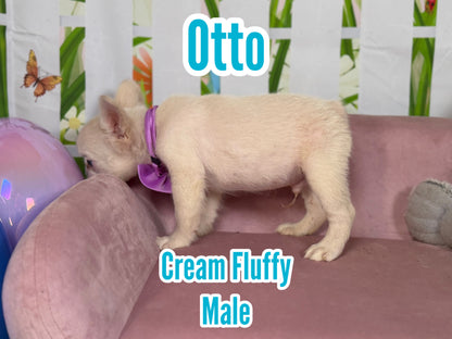 Otto - Cream Fluffy