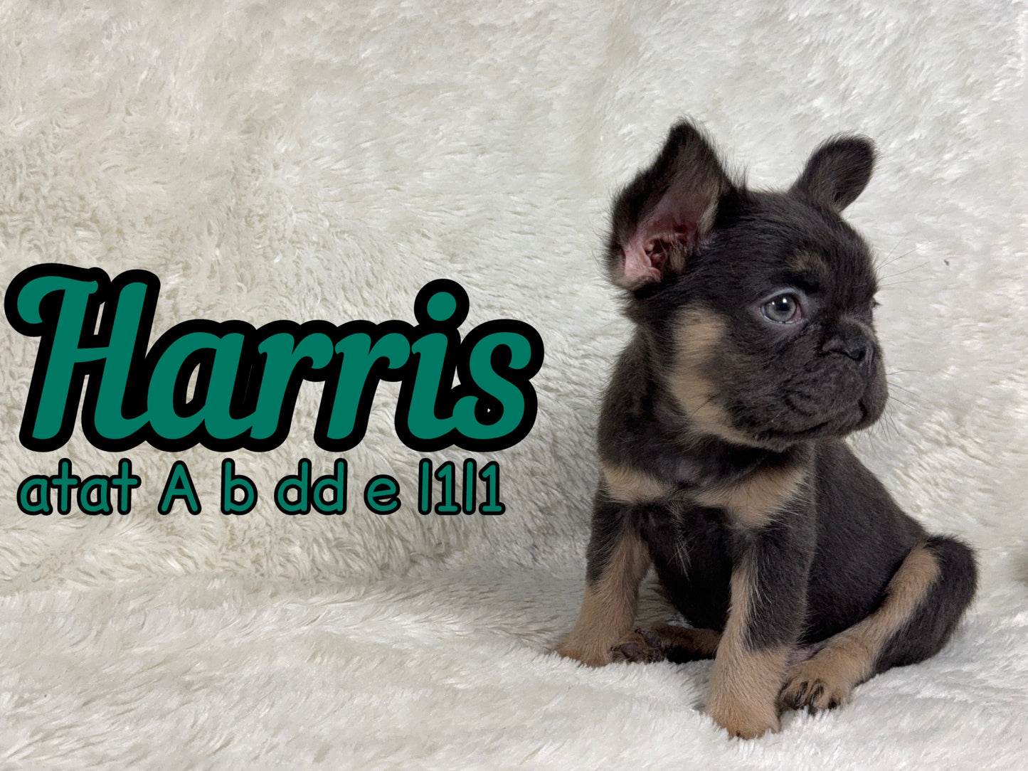Harris - Male Blue & Tan Fluffy Carries Pink