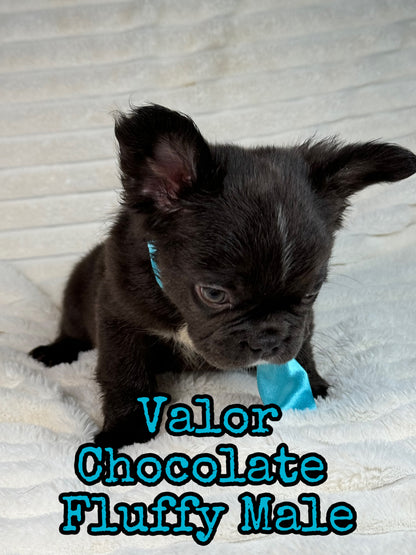 Valor - Male Chocolate Fluffy