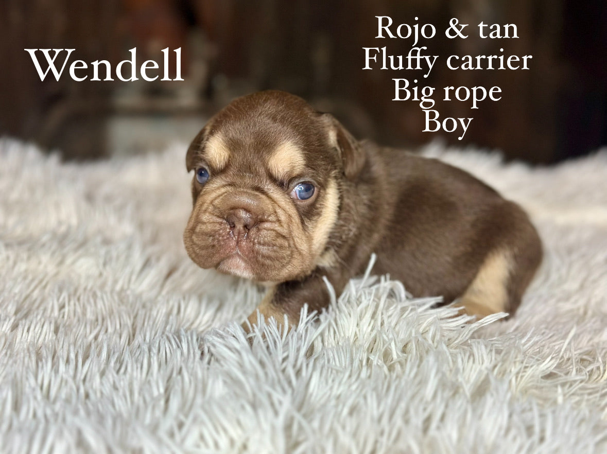 Wendell Male Rojo & Tan Big Rope Fluffy Carrier