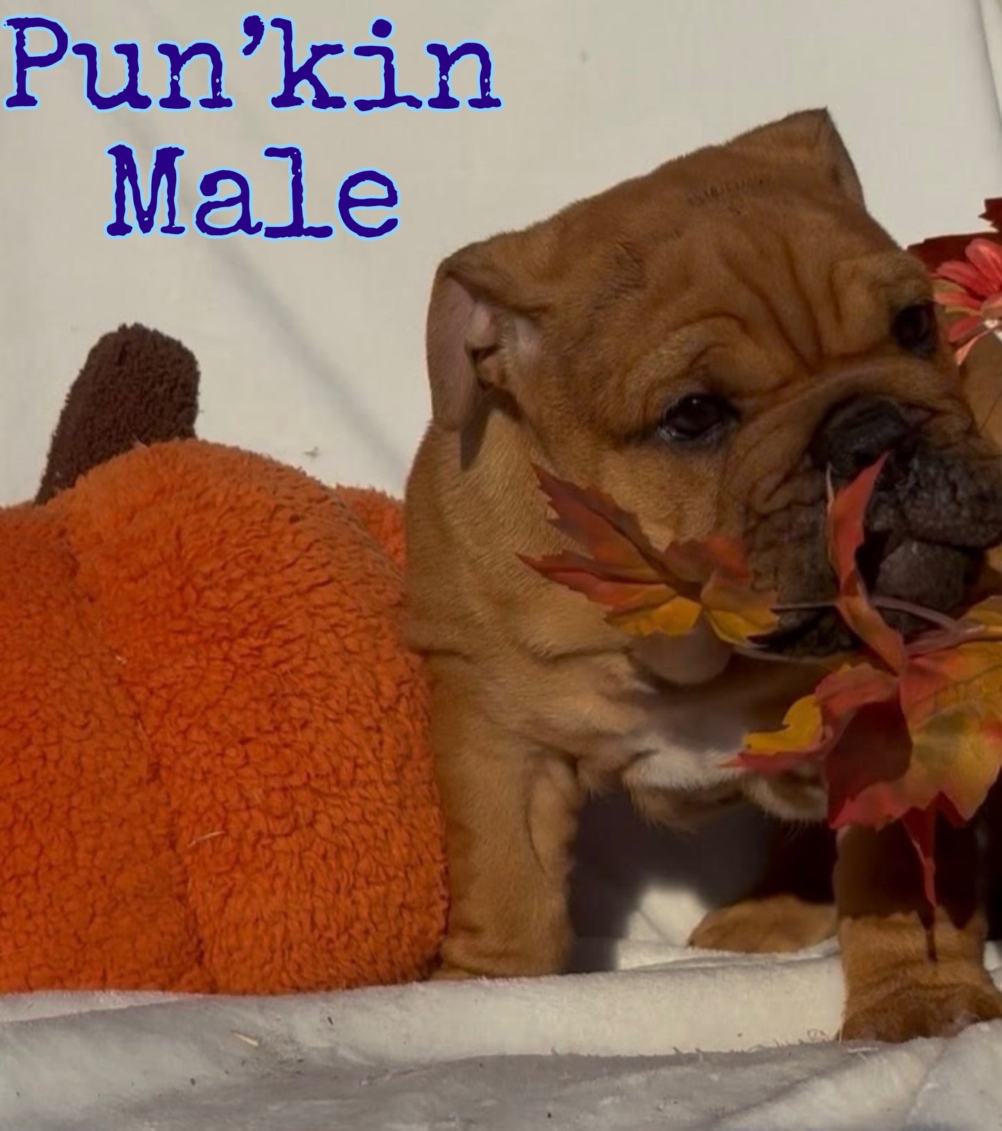 Pun’kin Male - English Bulldog