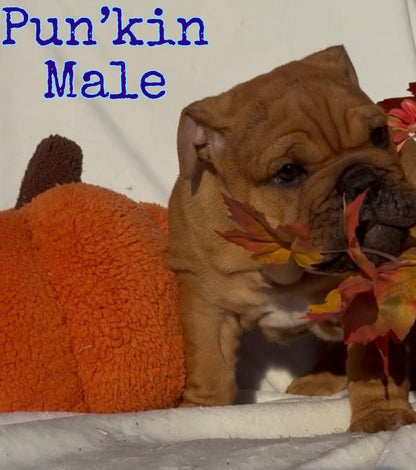 Pun’kin Male - English Bulldog