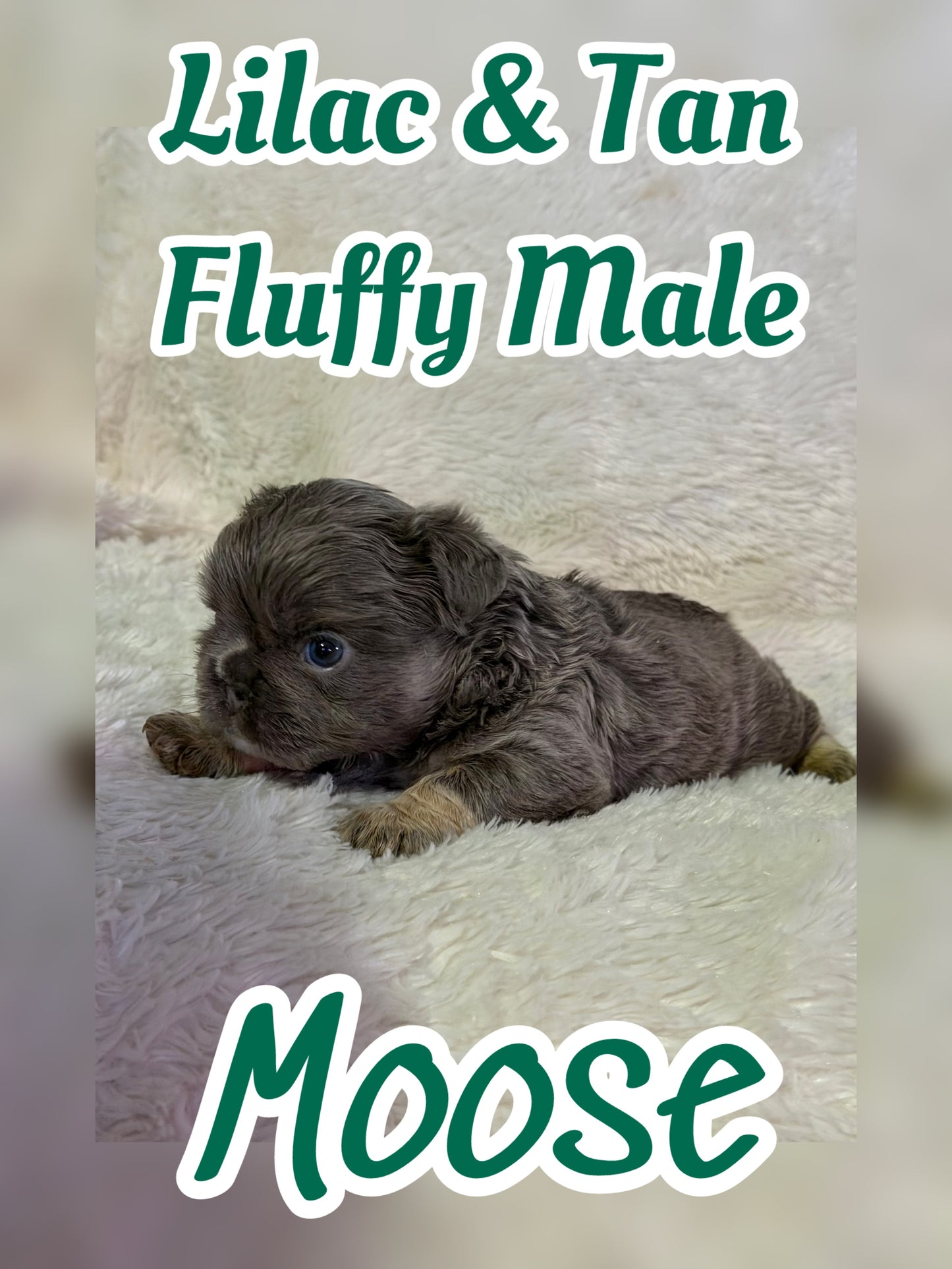 Moose