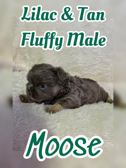 Moose