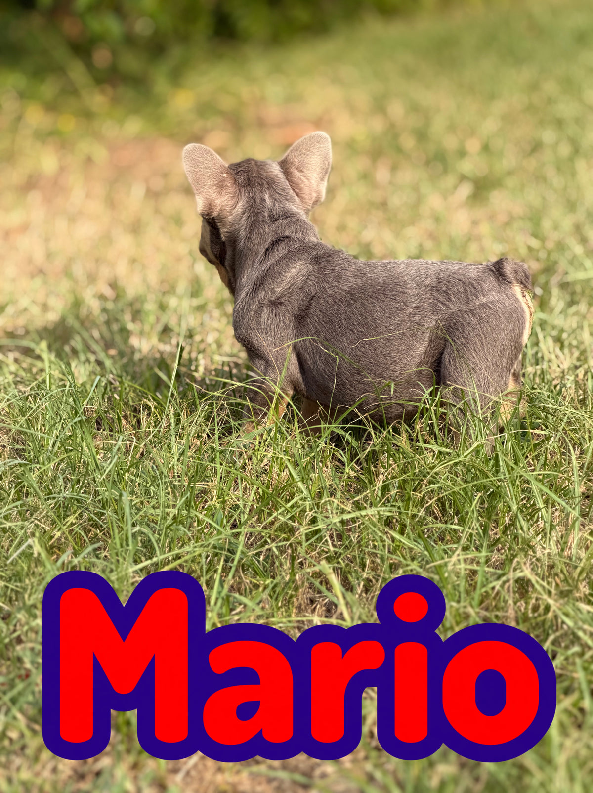 Mario