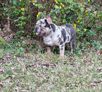 Pockets - Micro Merle Big Rope - Carries Pink & Fluffy 13 Pounds - EARLY INTRO $750