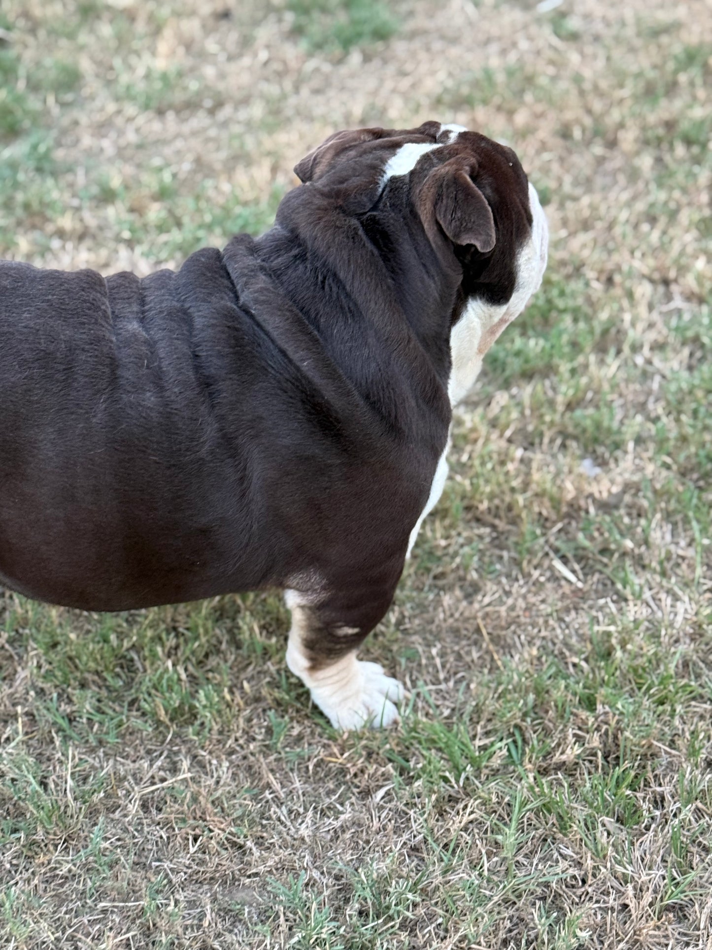 El Chapo - Chocolate Tri (English Bulldog)