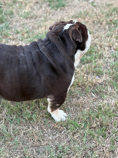 El Chapo - Chocolate Tri (English Bulldog)