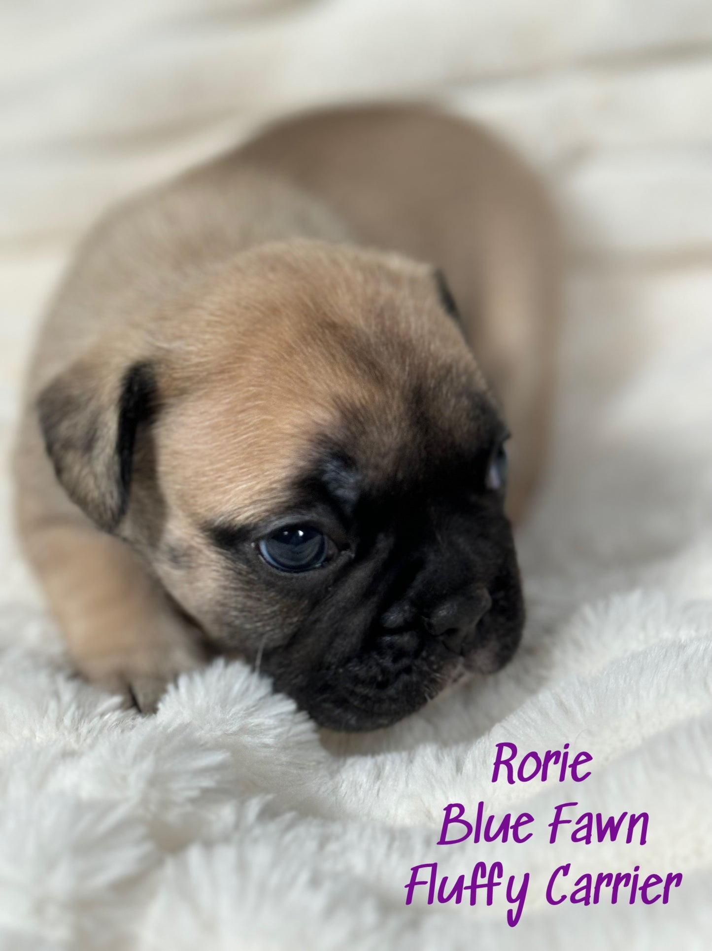 Rorie - Female Fawn - Reserved