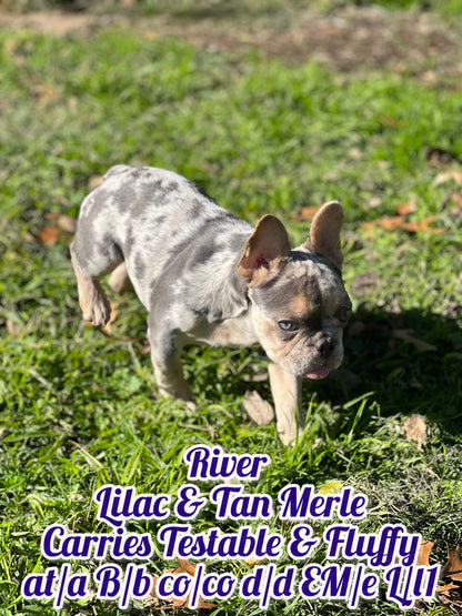 River - Lilac & Tan Merle Carries Testable, Cream & Fluffy