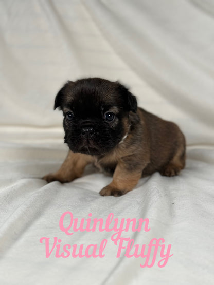 Quinlynn - Fawn Fluffy Female