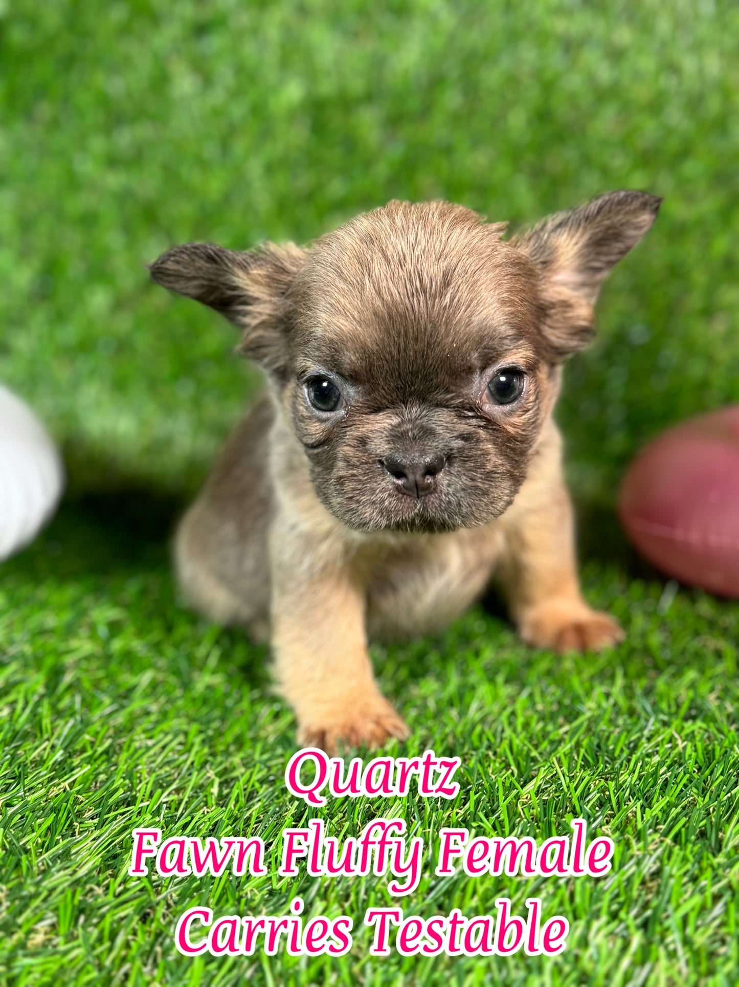 Quartz - Blue Fawn Fluffy Female