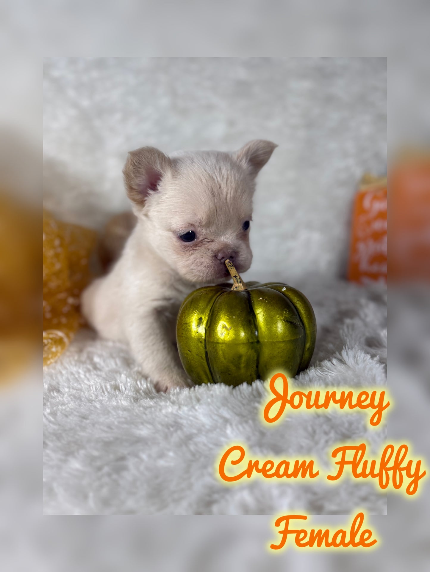Journey - Cream Fluffy -Reserved