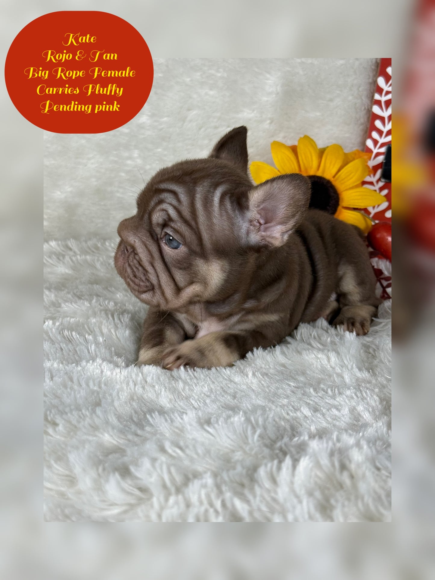 Kate - Rojo & Tan Big Rope Carries Fluffy Pending PINK