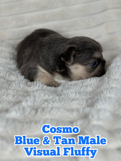 Cosmo - Male Blue & Tan Visual Fluffy - Reserved